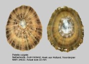 Patella vulgata